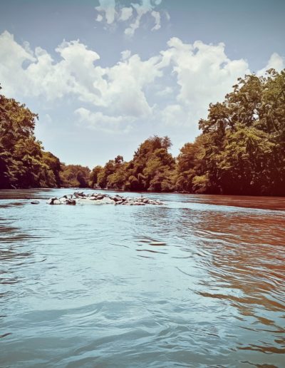 Rock outcropping in French Broad River in Asheville, NC.