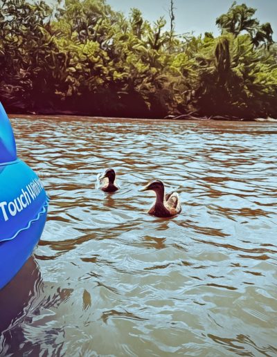 Ducks during river tubing in Asheville, NC.