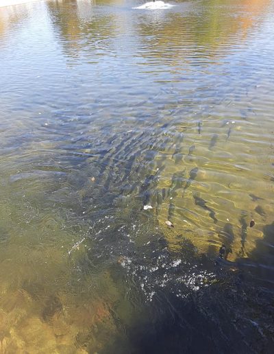mountain trout farm and gem mining
