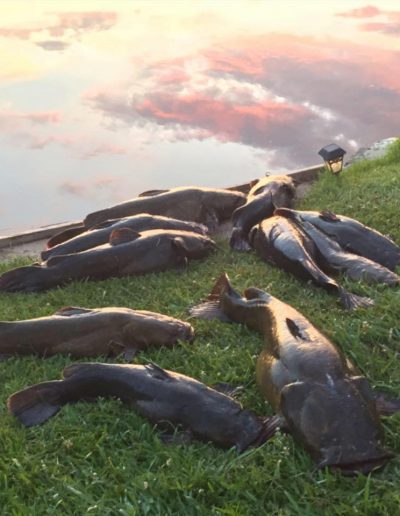 Dallas North Carolina pond fishing