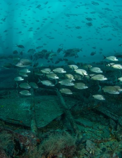Aquatic Safaris scuba diving charters departing from Wilmington North Carolina