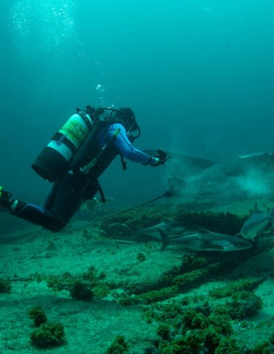 Aquatic Safaris wreck diving adventures off the North Carolina coast