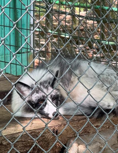 Black-and-white pig resting behind a fence at Santa’s Land Zoo in Cherokee, NC