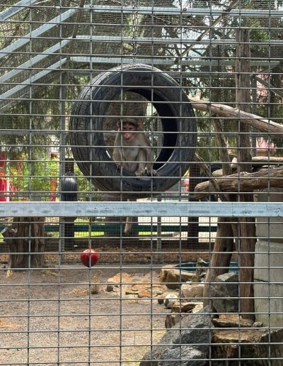Monkey sitting in a tire swing inside an enclosure at Santa’s Land Zoo in Cherokee, NC