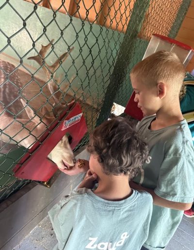 Children feeding a deer through a fenced opening at Santa’s Land in Cherokee, NC