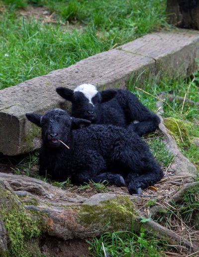 Lambs resting at the Tweetsie Railroad Deer Park