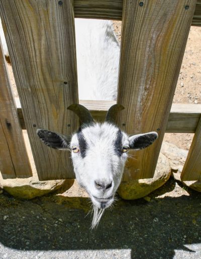 Goat looking through fence at Tweetsie Railroad Deer Park