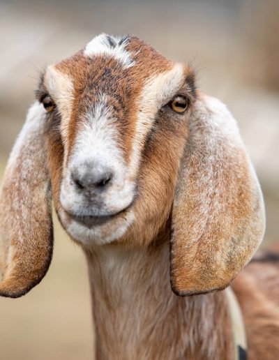 Goat at the Tweetsie Railroad petting zoo