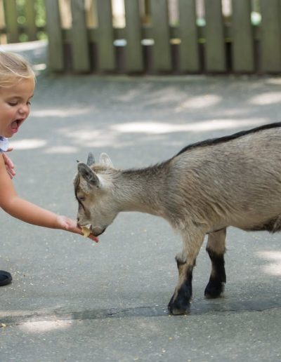 Child feeding a miniature goat at Tweetsie Railroad