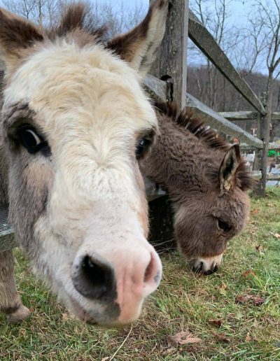 Donkeys at the Tweetsie Railroad Deer Park