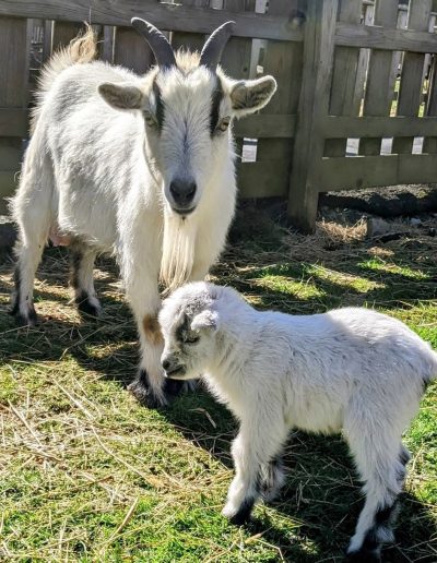 Adult and baby goats at Tweetsie Railroad
